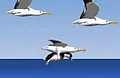 Pinguin meppen 09