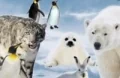 Dieren Quiz